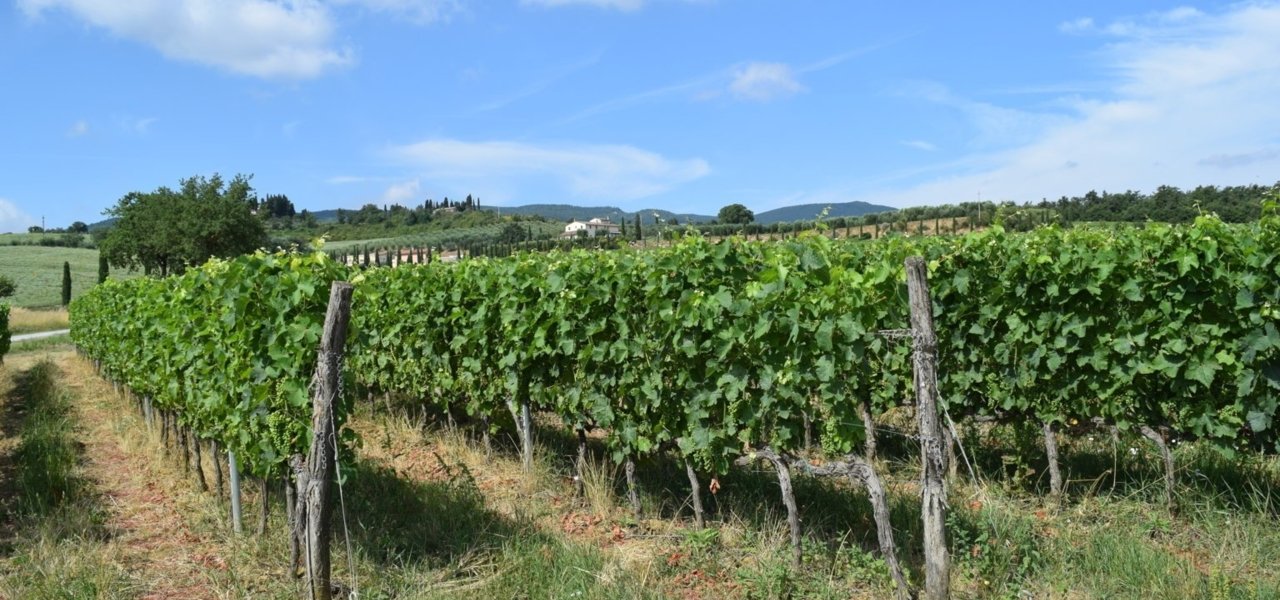 Vineyards